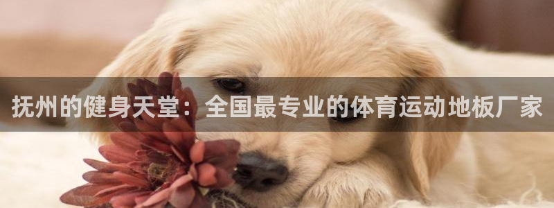 菲律宾ug环球官网：抚州的健身天堂：全国最专业的体育运动地板厂家
